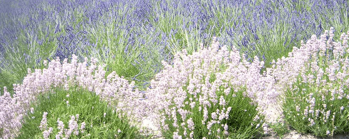 Lavender