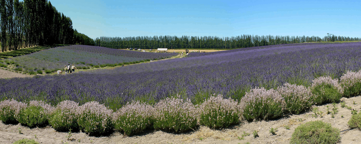 Lavender