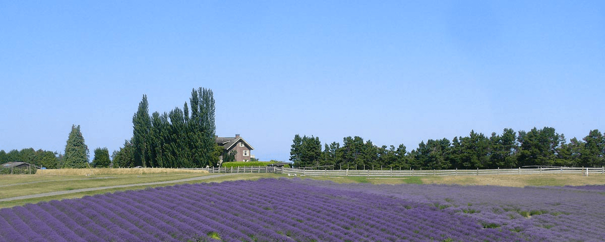 Lavender fields