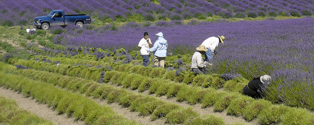 Lavender Harvest