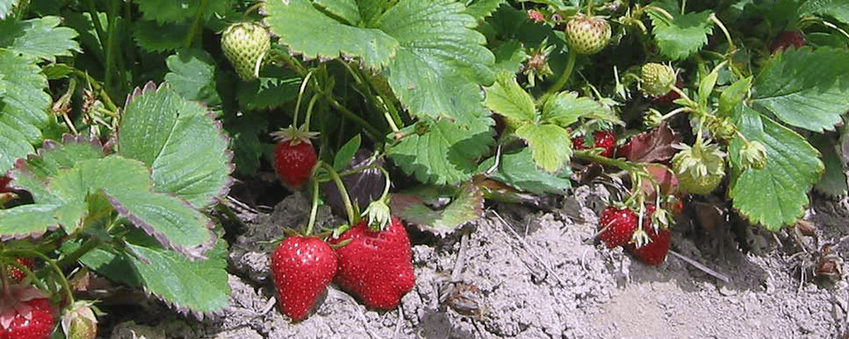 Strawberries