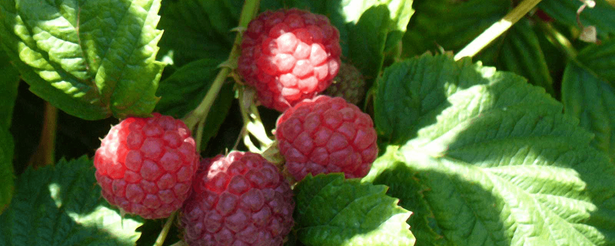 Raspberries