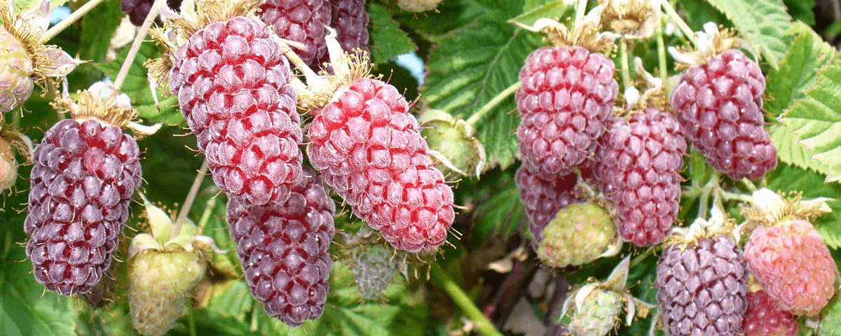 Loganberries