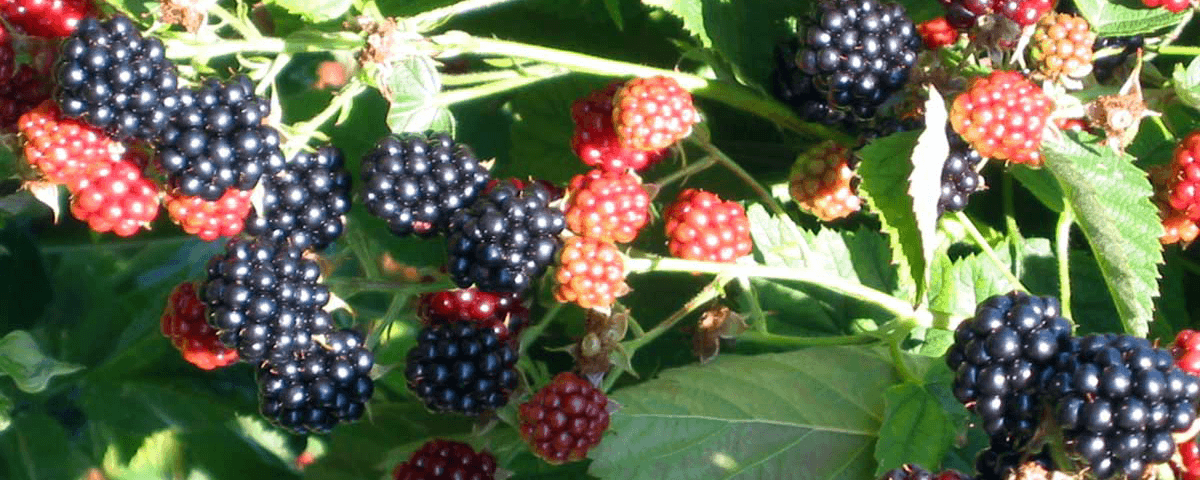 Blackberries