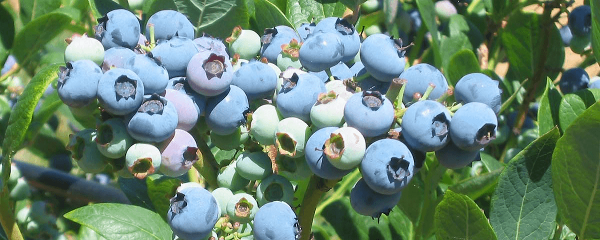 Blueberries